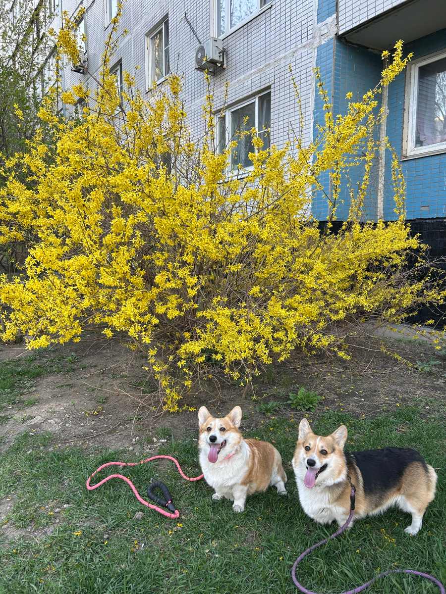 С красивым кустом форзиции! 💛