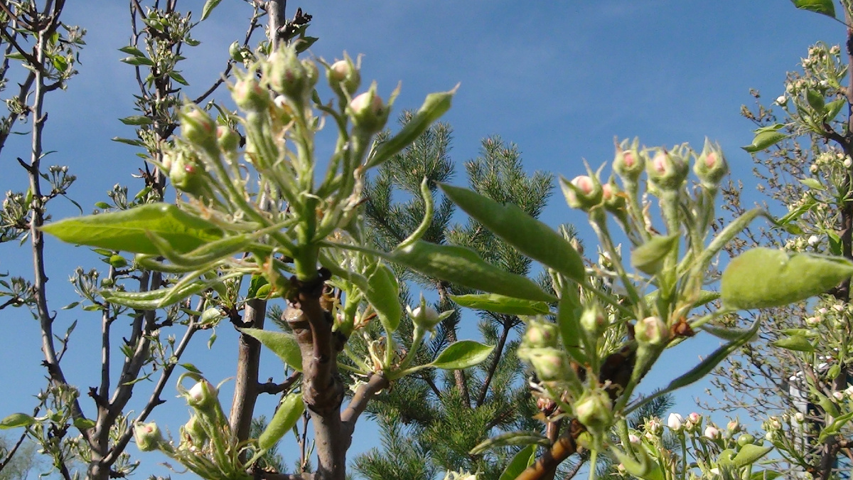 На всех грушах хорошие зачатки цветовых почек.Будет урожай?