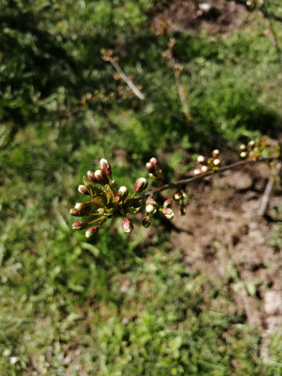 Букетная веточка вишни