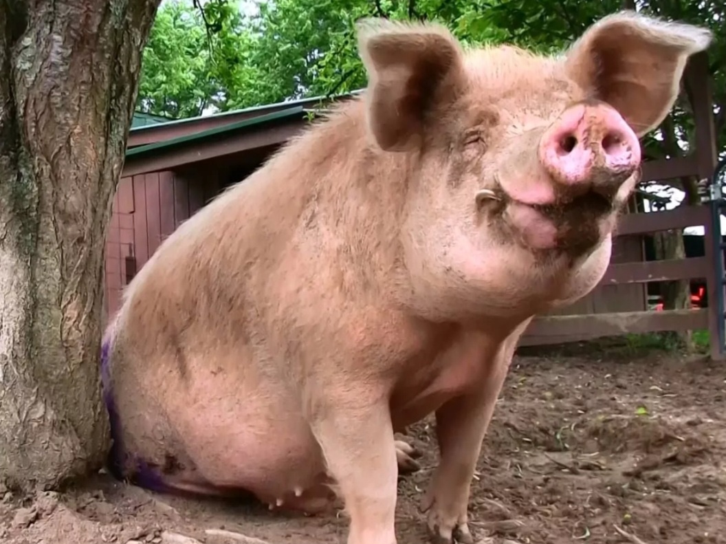 Свиньи--они такие!