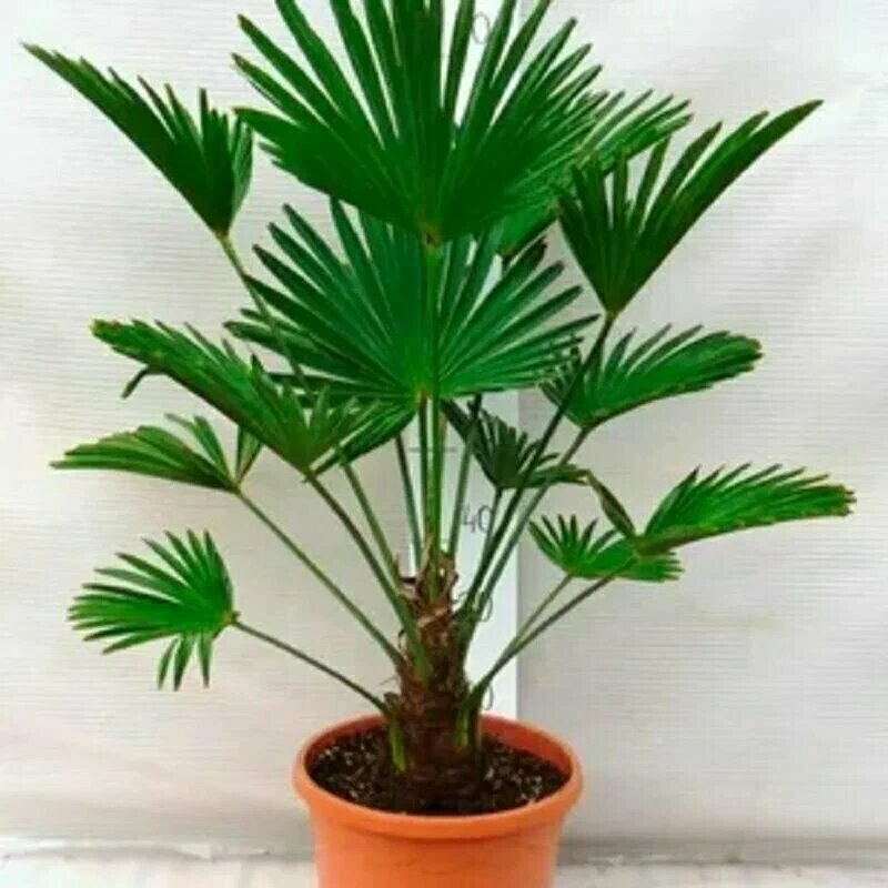 Веерная пальма или другое название Трахикарпус.