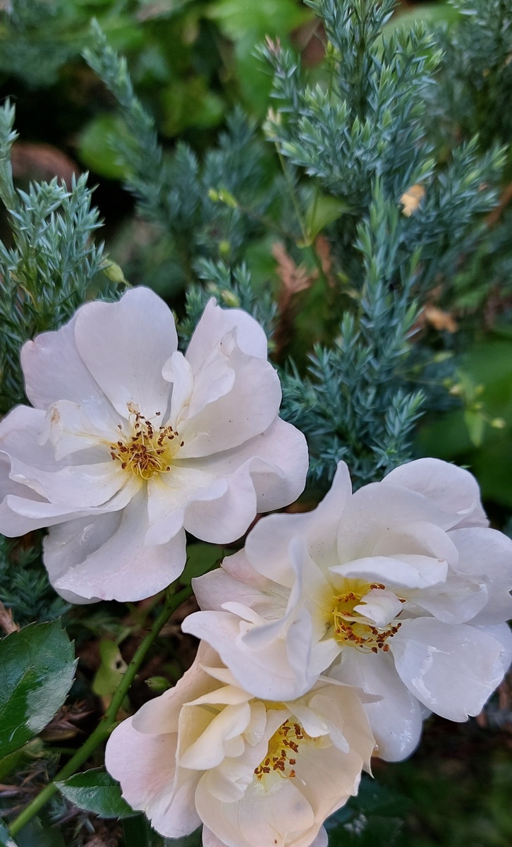 Айвори Дрифт. Почвопокровная роза