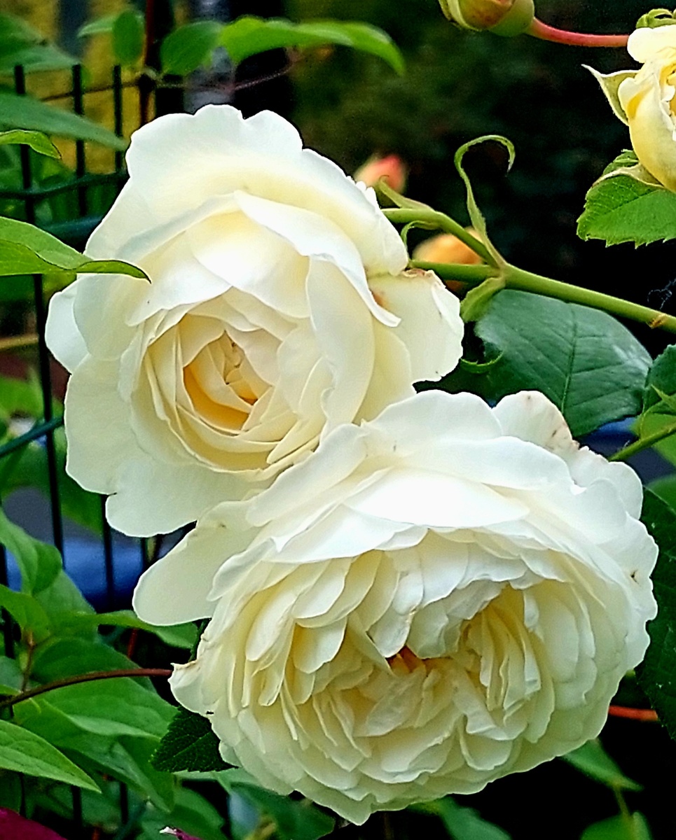 Клэр Остин. "Остинка"