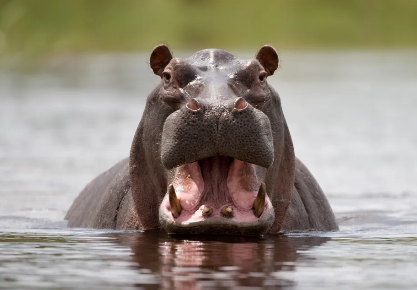 Бегемот - забавный представитель мегафауны