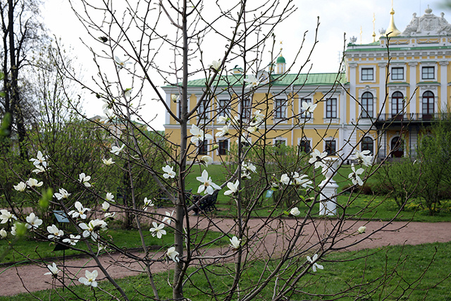 В саду Императорского путевого дворца в Твери зацвела магнолия