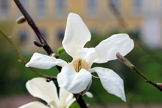 В саду Императорского путевого дворца в Твери зацвела магнолия