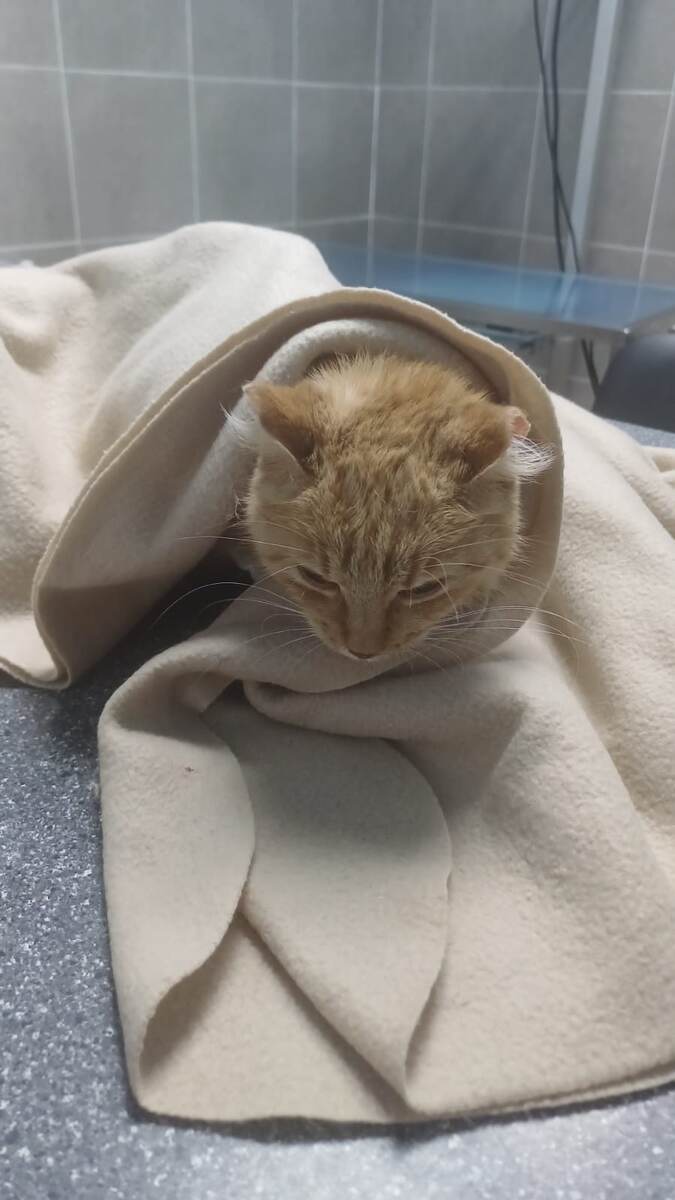 Анфиса очень больно. Не даёт притронуться к животу.