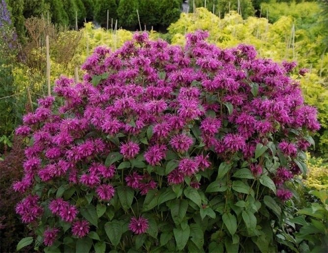 **🌿✨ Монарда – королева сада! ✨🌿**  

