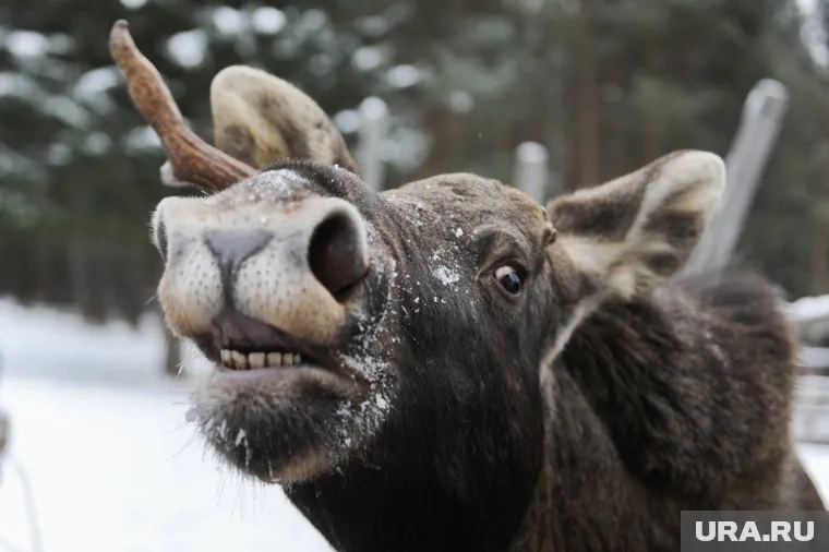 Живодер убил лося, увидев фото и местонахождение животного в соцсетях
Фото: Вадим Ахметов © URA.RU