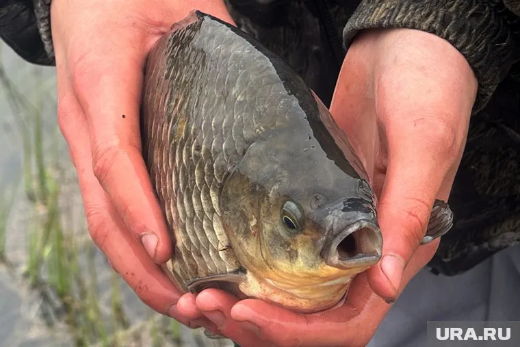 Суперкарась был пойман рыбаком в Оброчном озере (архивное фото)
Фото: Екатерина Сычкова © URA.RU