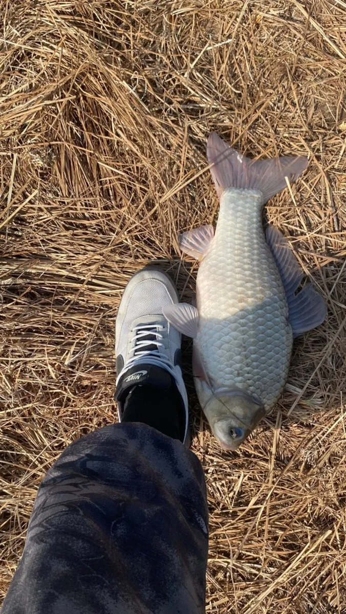 Рыбак похвастался крупным уловом в социальных сетях
Фото: паблик «РЫБАЛКА в Тюменской области» соцсети «ВКонтакте»