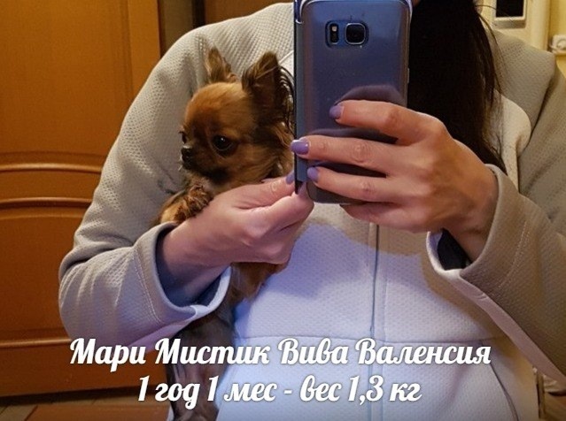 НА ФОТО ВЫПУСКНИЦА МОЕГО ПИТОМНИКА ЧИХУАХУА "МАРИ МИСТИК"