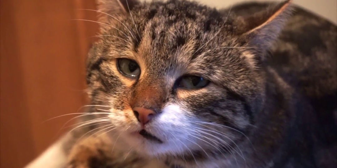 😿Может ли кошка плакать и по каким причинам: всё, что нужно знать заботливому владельцу