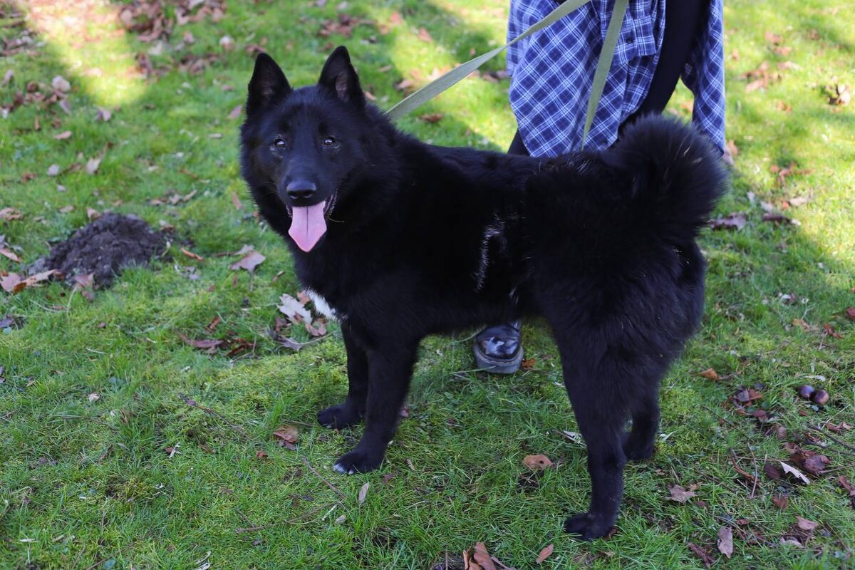Сейчас Ричард живёт в приюте «Славянское», но очень хочет стать домашним