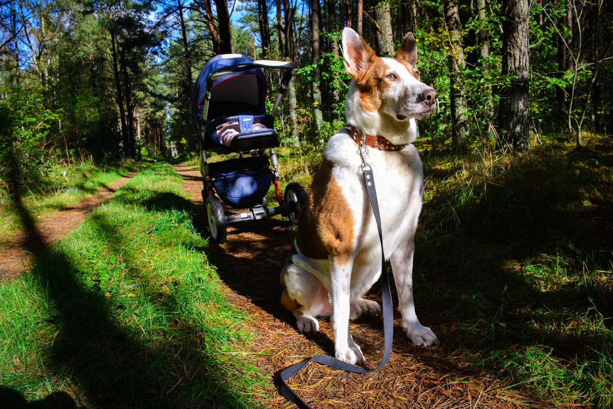 Это всё наши бывшие подопечные, которые уехали в новый дом уже взрослыми и отлично адаптировались на новом месте