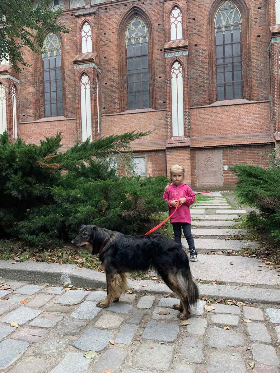 Это всё наши бывшие подопечные, которые уехали в новый дом уже взрослыми и отлично адаптировались на новом месте