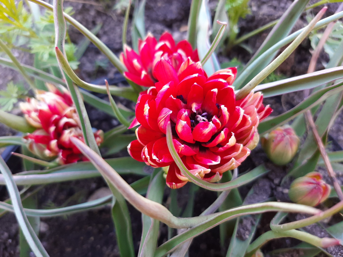 Тюльпан Samantha