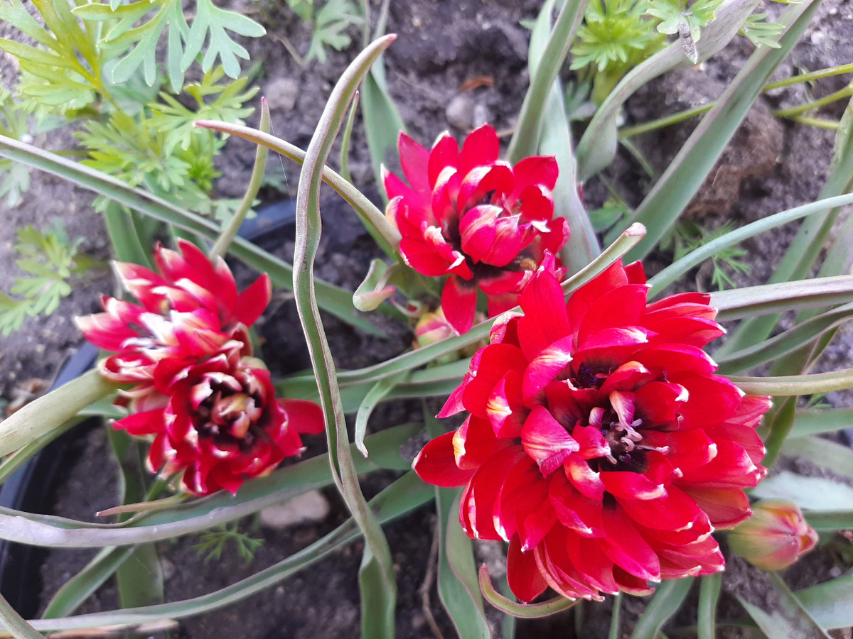 Тюльпан Samantha