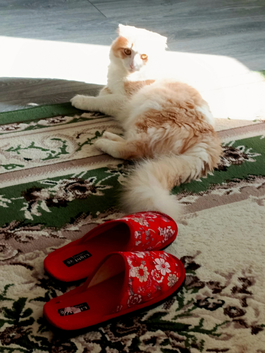 А это он с утра тапки мои стерёг.🤣