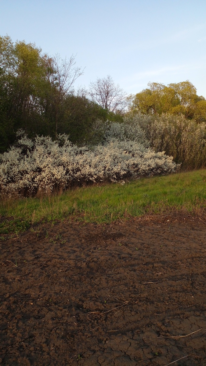 Терновник и слива