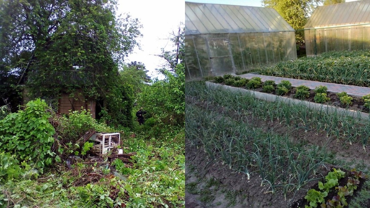 Левая часть фото - участок до начала работ, правая - результат через 2,5 месяца