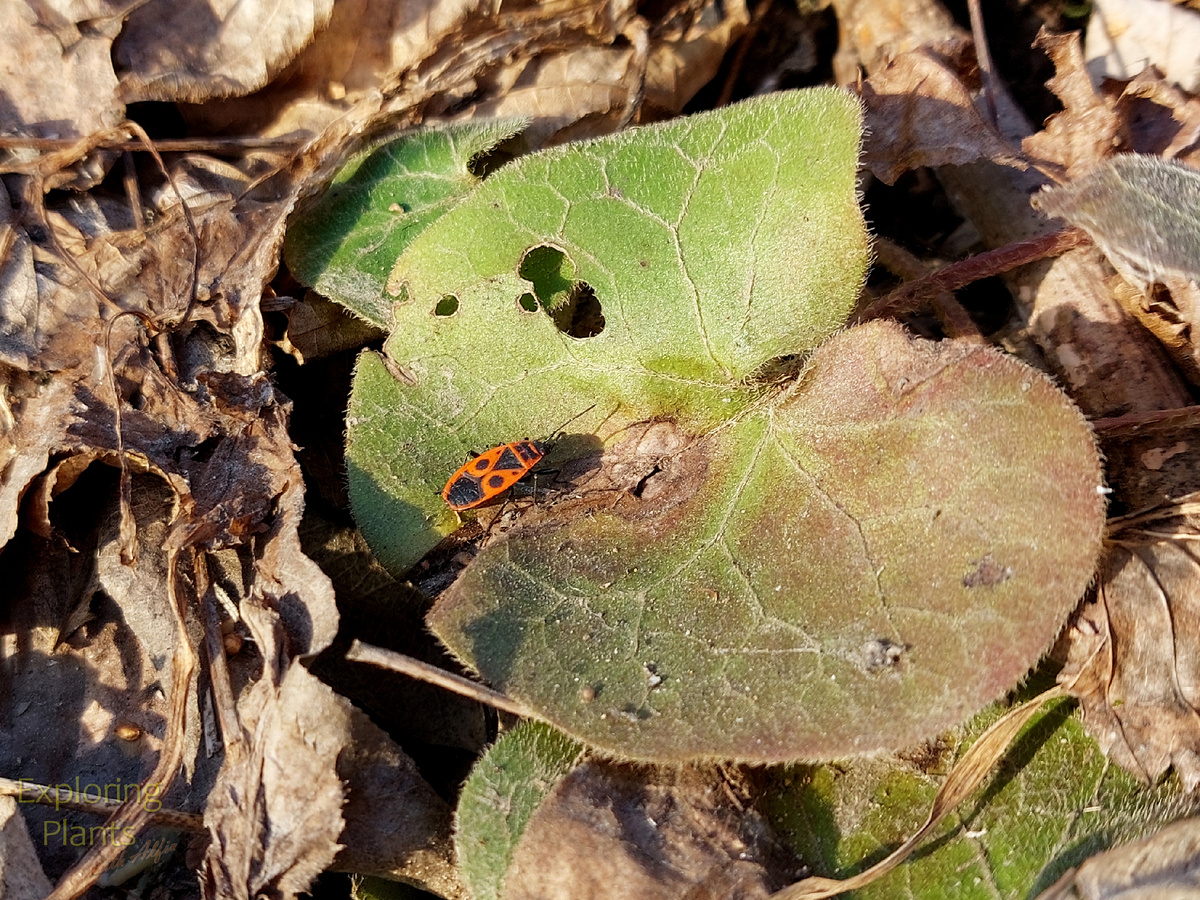 Старый перезимовавший лист копытня европейского (Asarum europaeum L.), на нем сидит клоп-солдатик (Pyrrhocoris apterus). Фотография сделана в РНШ, Казань, 28.03.2025