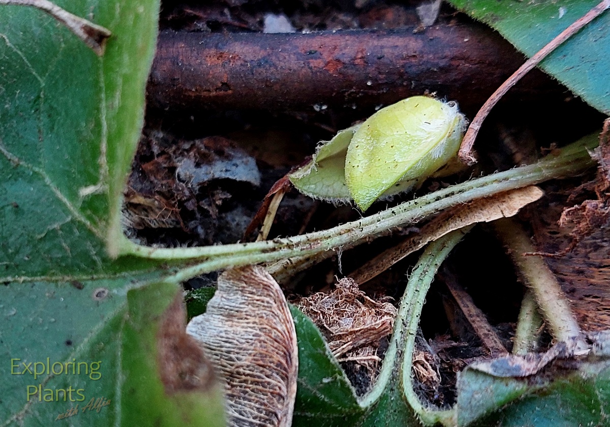Почки закладываются еще осенью и зимуют (как и старые листья) под слоями прошлогодней листвы и снега. Пока они спрятаны в «футлярчик» из двух листоподобных образований. РНШ, Казань, 28.03.2025