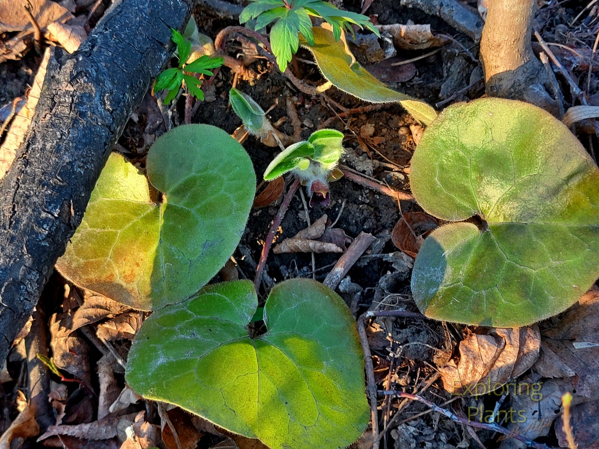 Цветочная почка раскрылась, листики сформировались, тянутся вверх. РНШ, Казань, 15.04.2025 