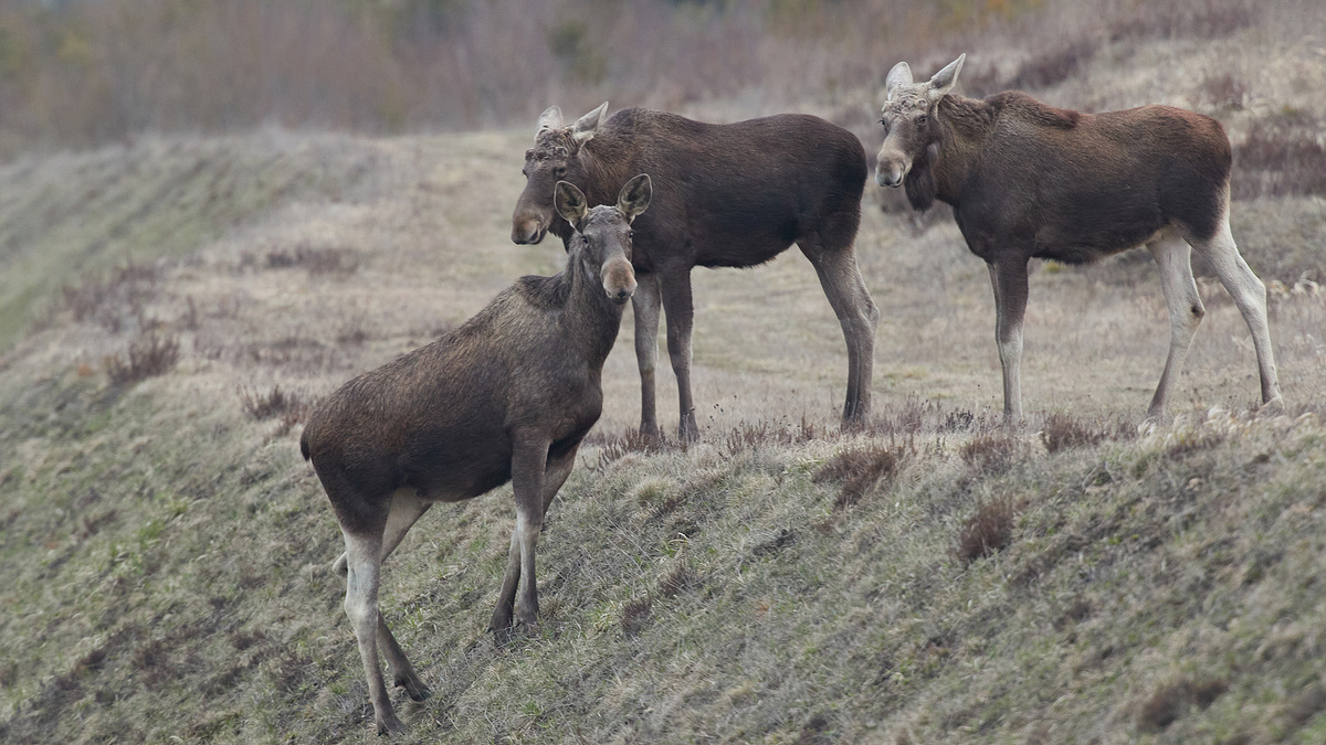 Группа Лосей в Ленинградской области