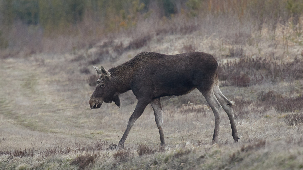 Лось в Ленинградской области