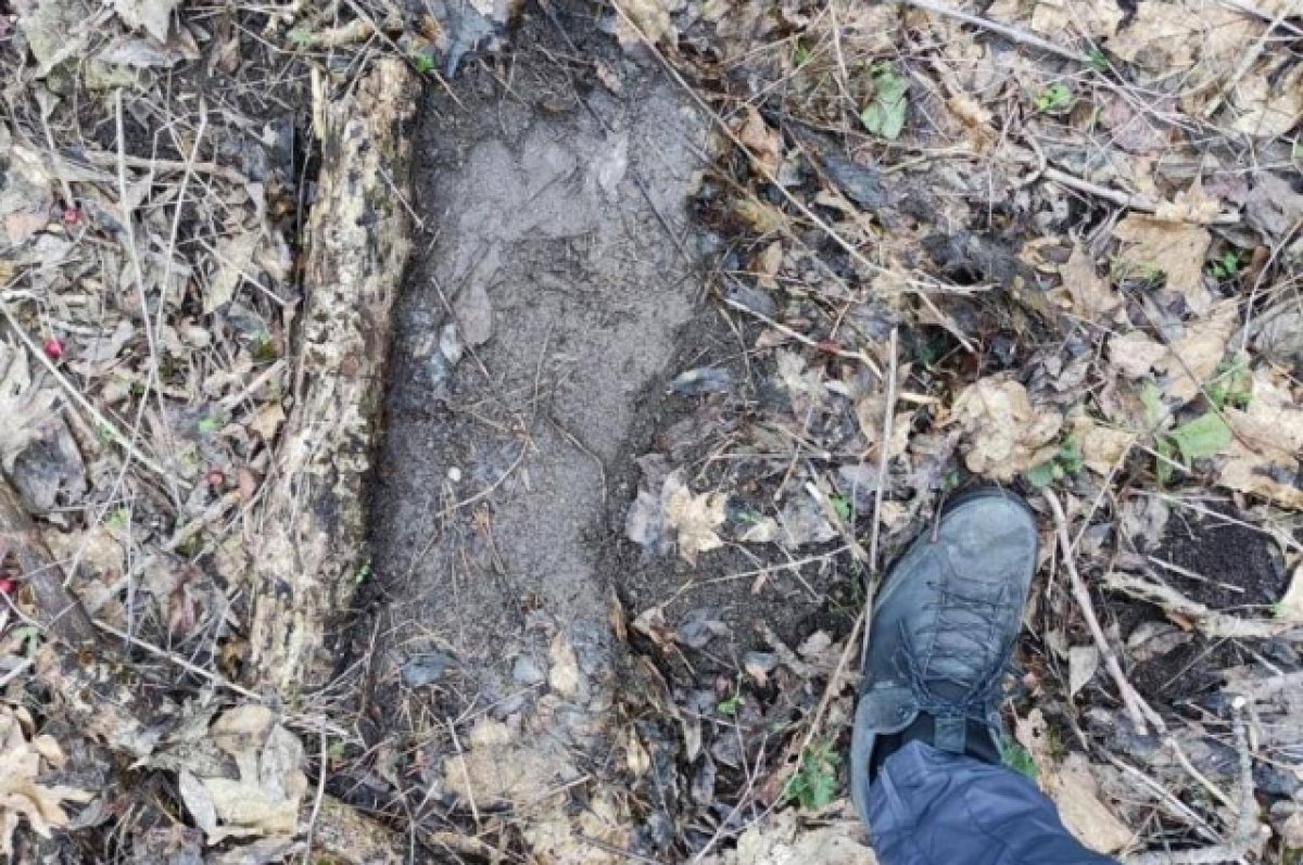 следы снежного человека в лесу у Железноводска