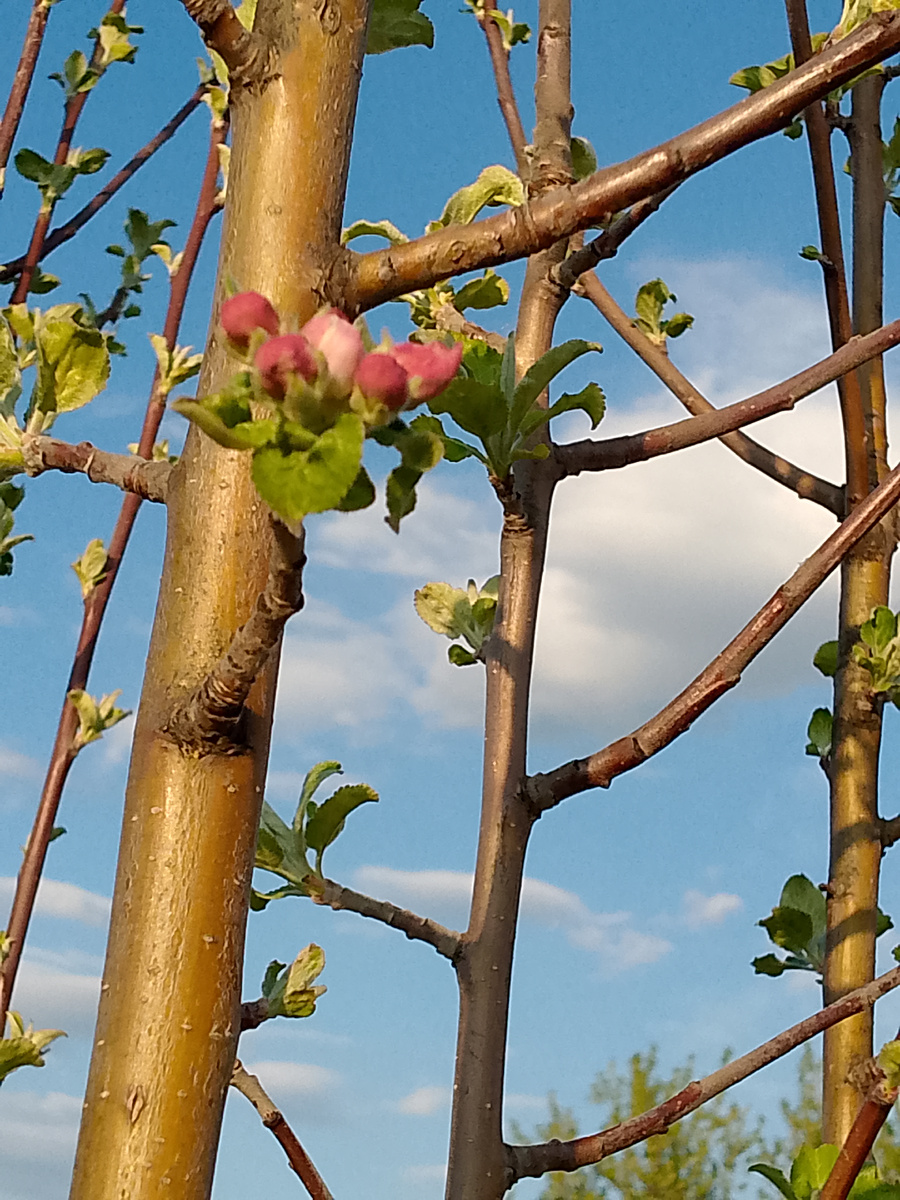 Вот яблоня,на которую я ругалась.