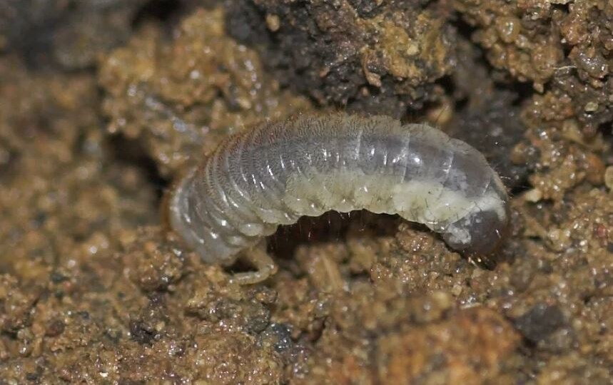 Надежные способы очистить почву от вредителей весной