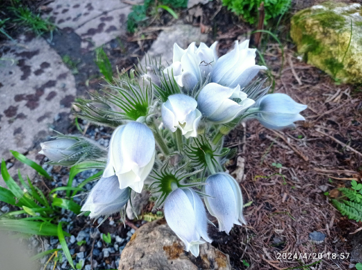 два разных года