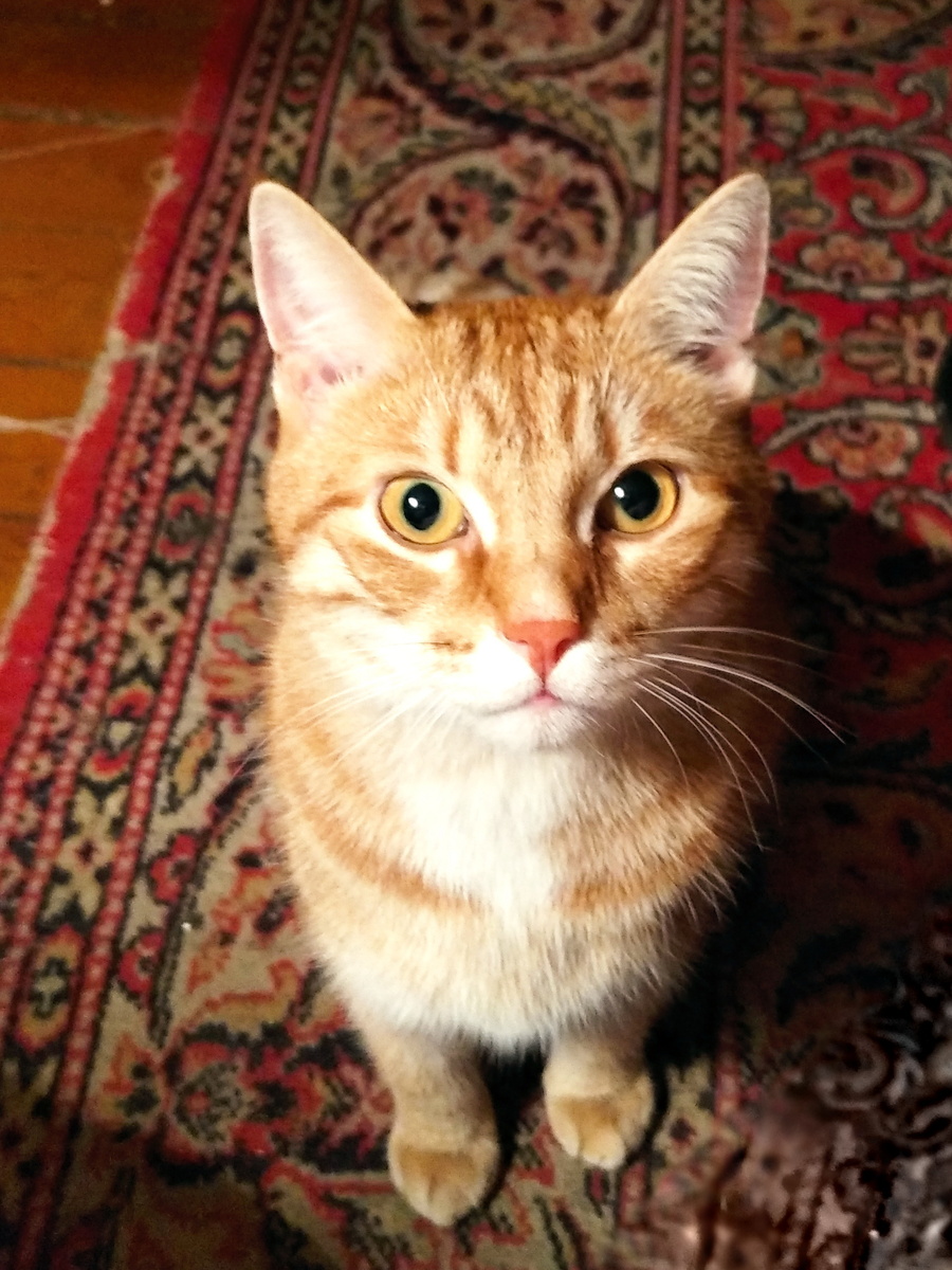 Личное фото