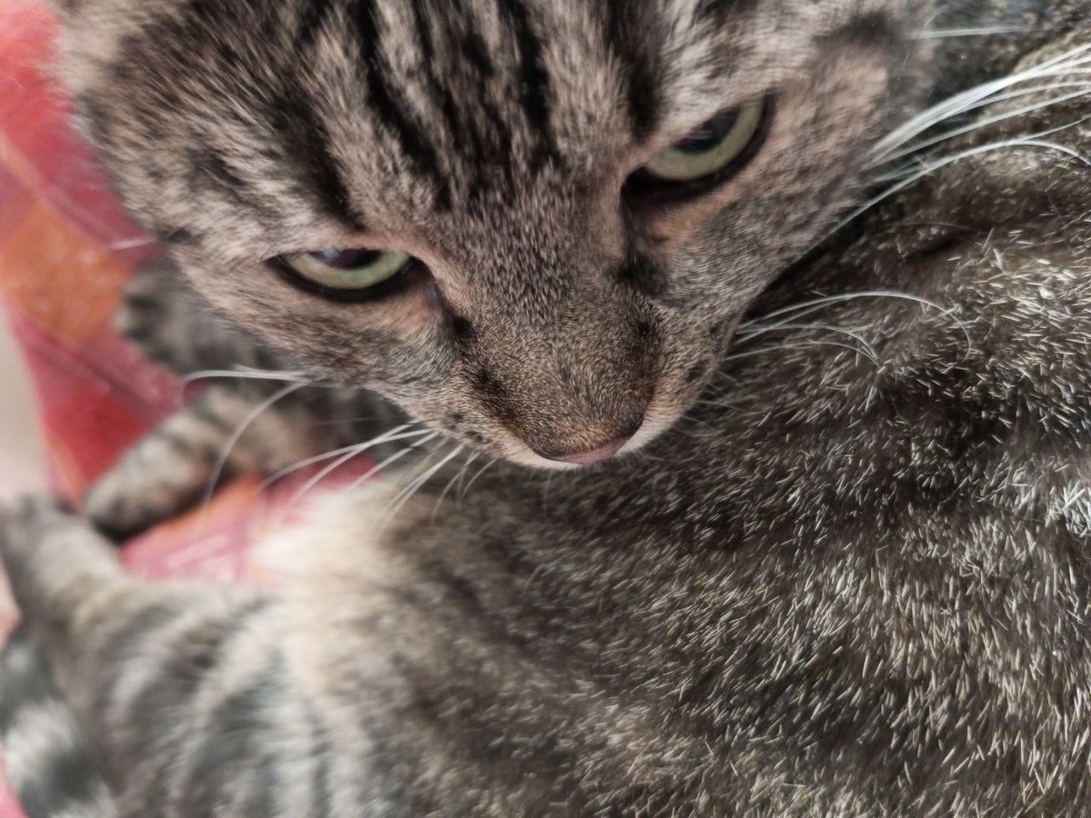 Фото Барсовых лапок с когтями нет: "Даже и не думай!"