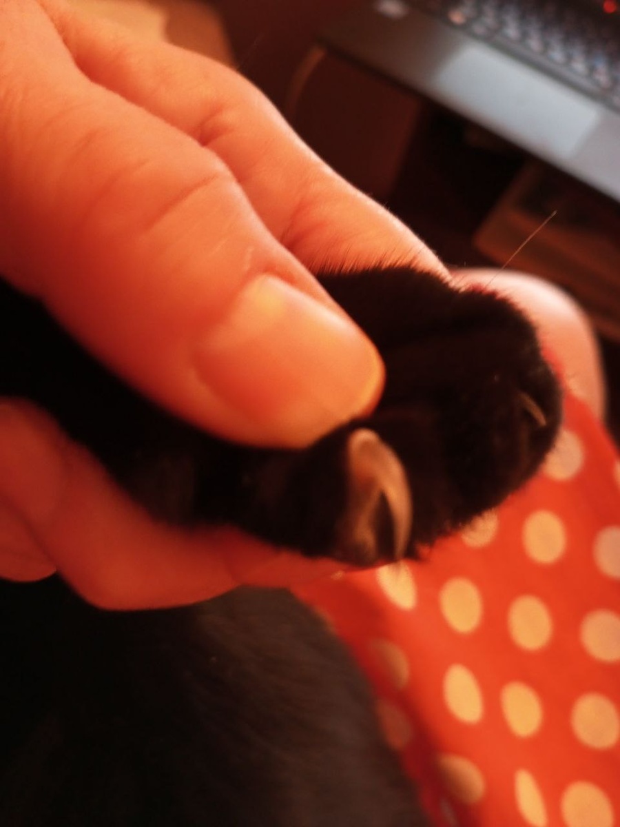 Вот такие коготки!