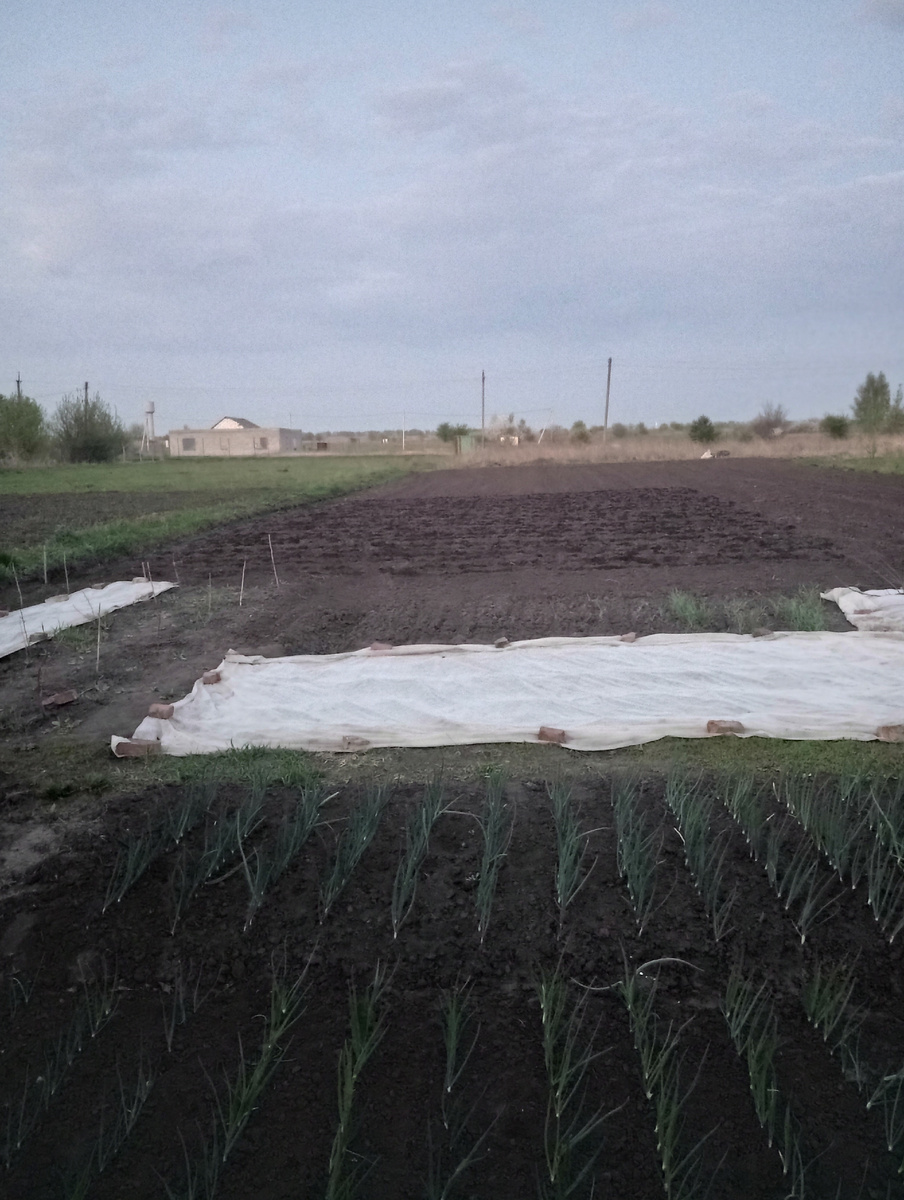 Я думаю видно и понятно, где сажали картошку.