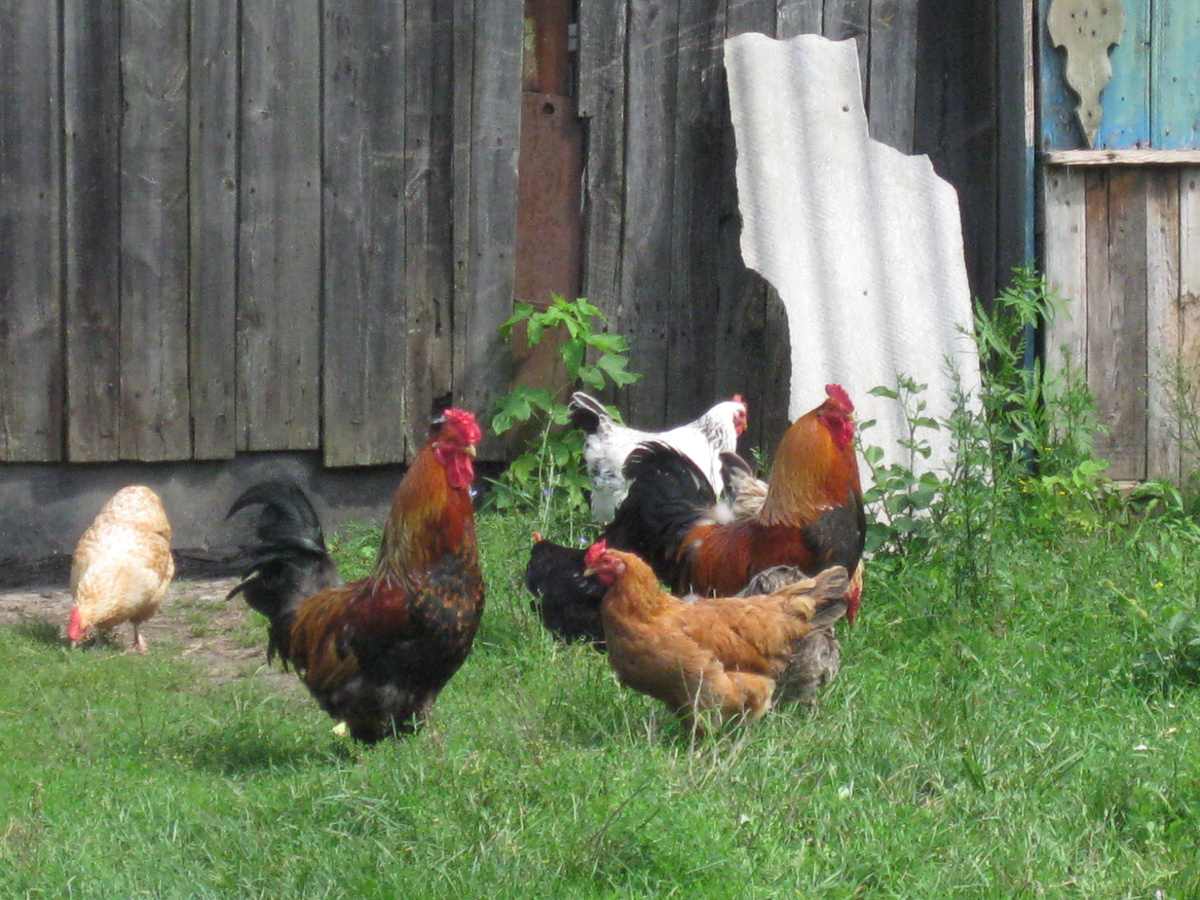 2011 год, Соловьёвка, Ревочка, куры