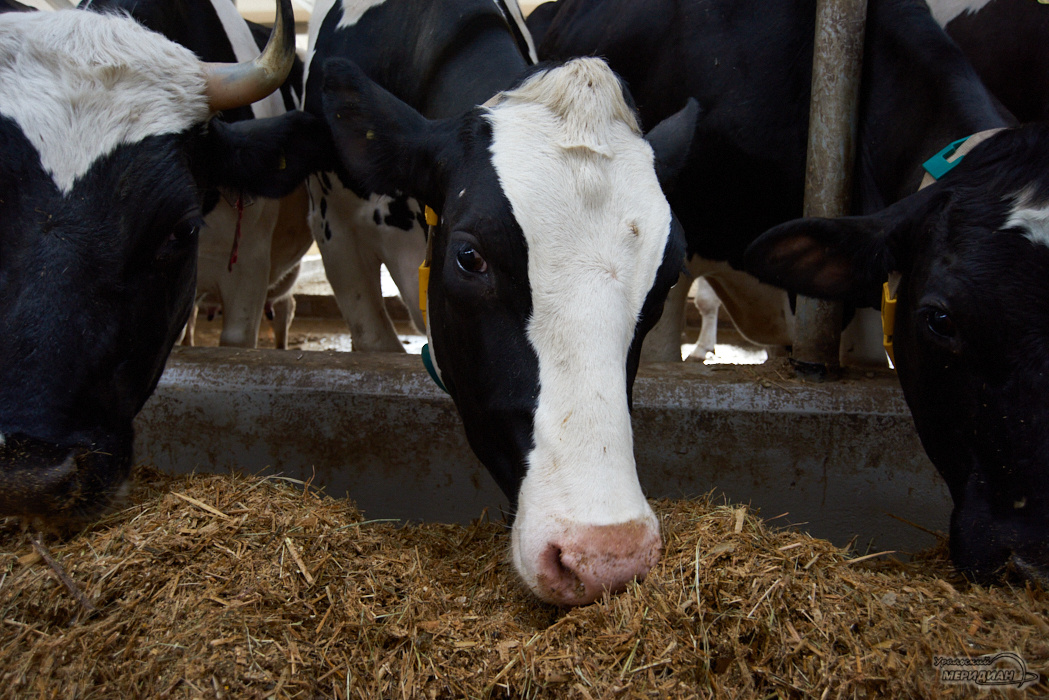    Фото: Лидия Аникина © ИА "Уральский меридиан"