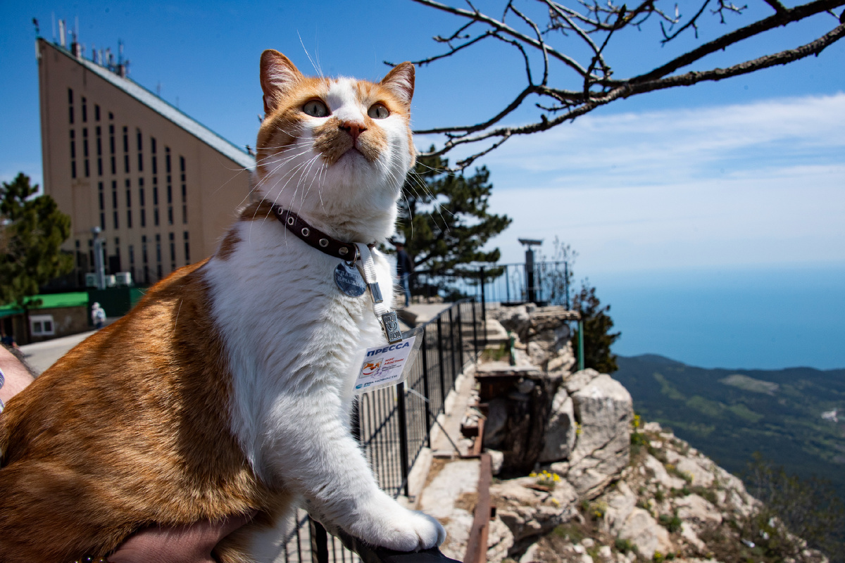 Ялта как на ладони.