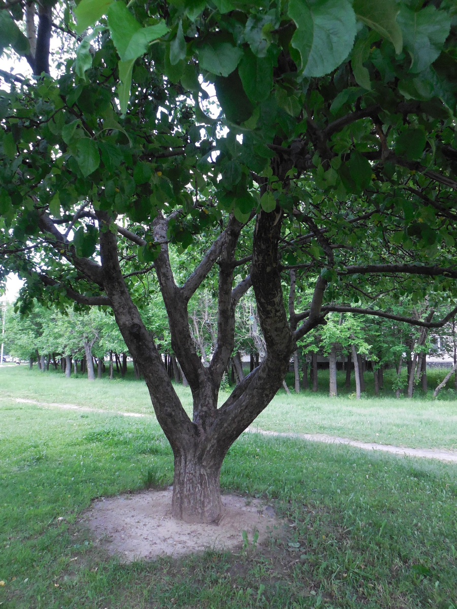 Ствол у этой яблони белили, когда-то, следы остались. Фото сделано "когда-то" летом