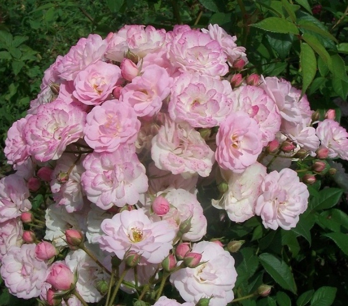 Петит де Терра Франш