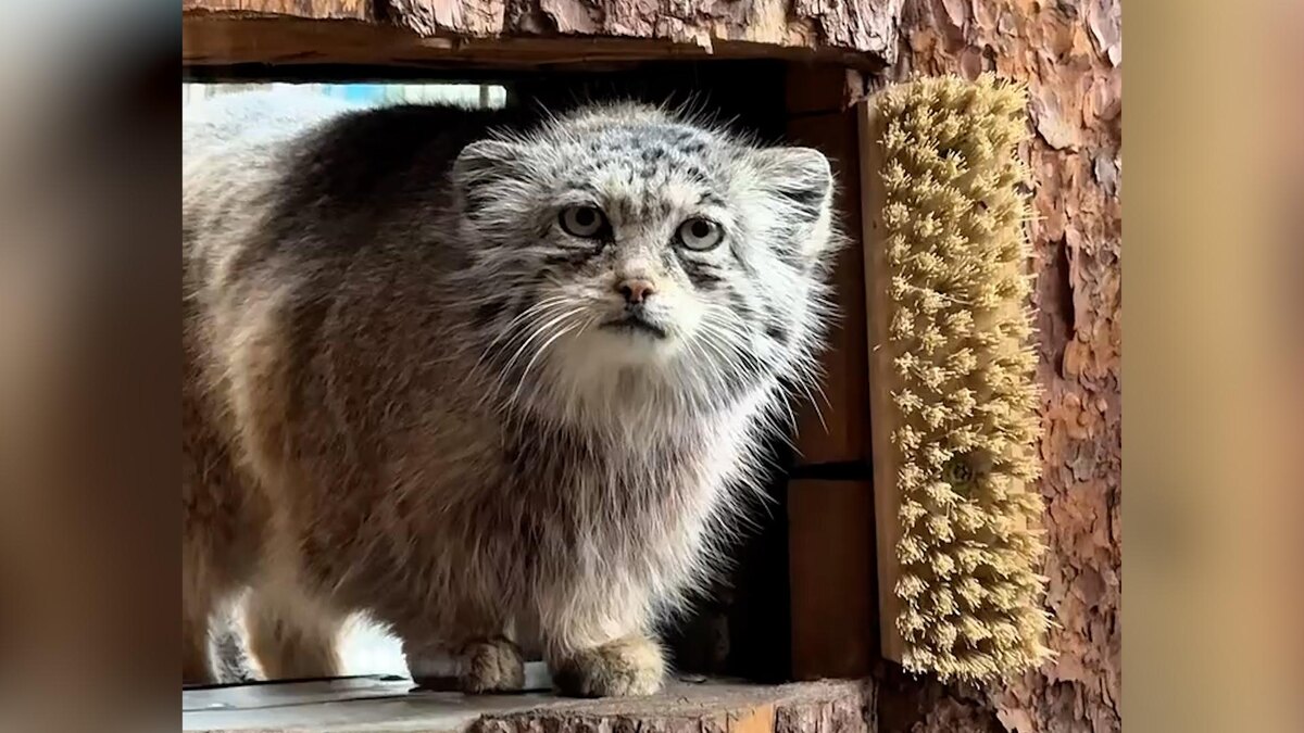    Фото: t.me/lenzoopark