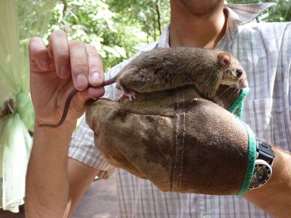 Древесный рисовый хомячок Oecomys mamorae. Фото: faunaparaguay.com.