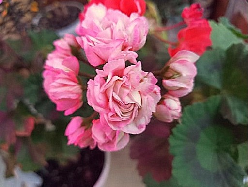  распрекрасная Денизка