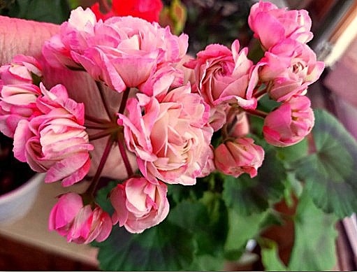 Выпустила два цветоноса. Третий - на подхлде.