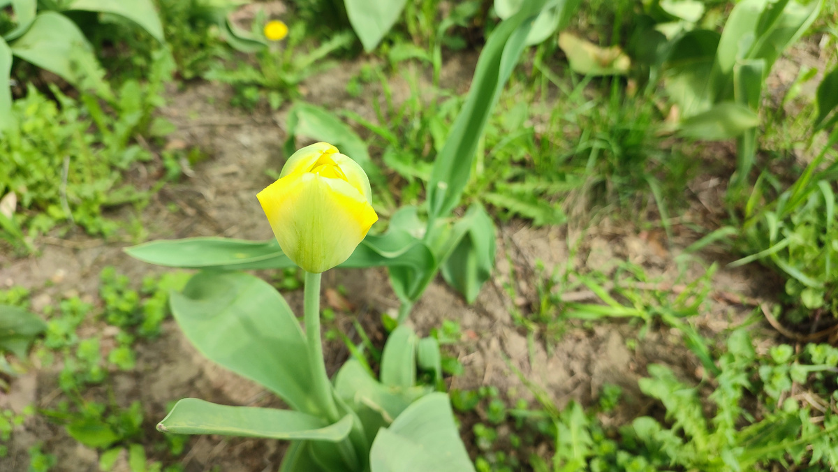 Весна. Тюльпаны во дворах