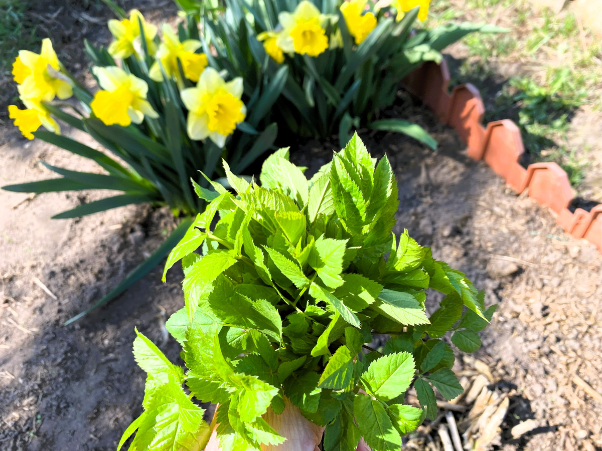букетик сныти для овощного салата