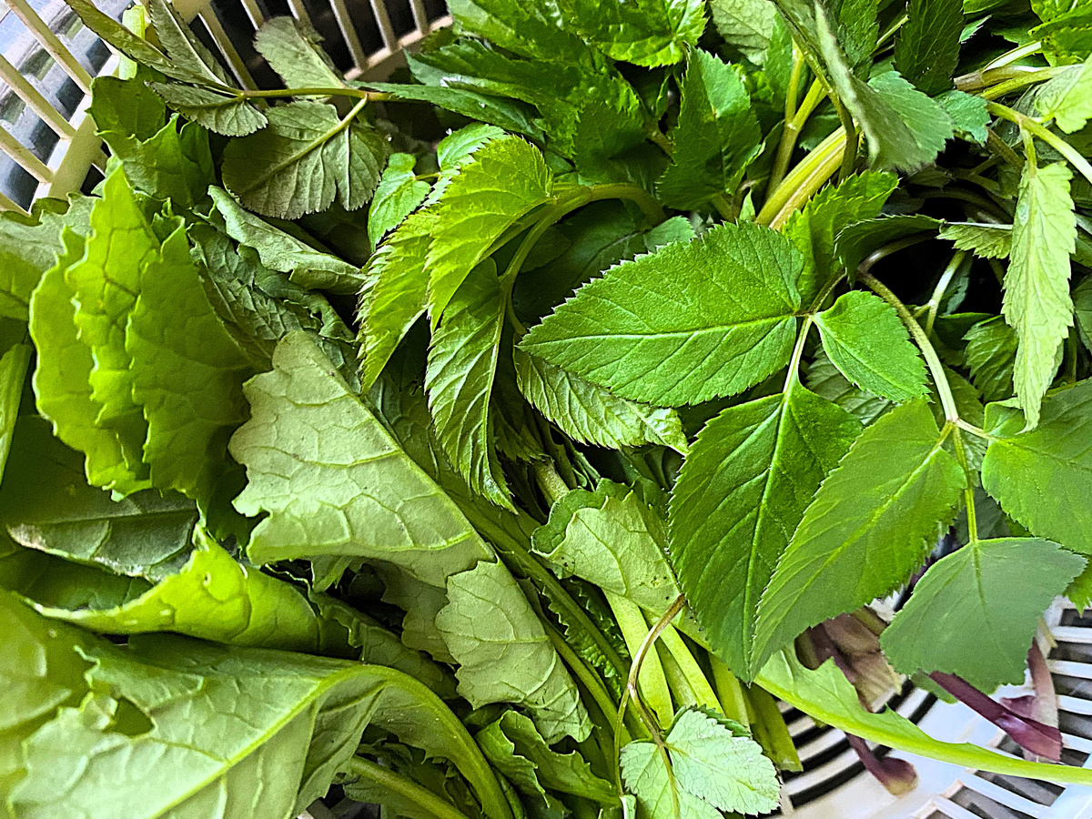 листья горчицы м сныти в корзинке